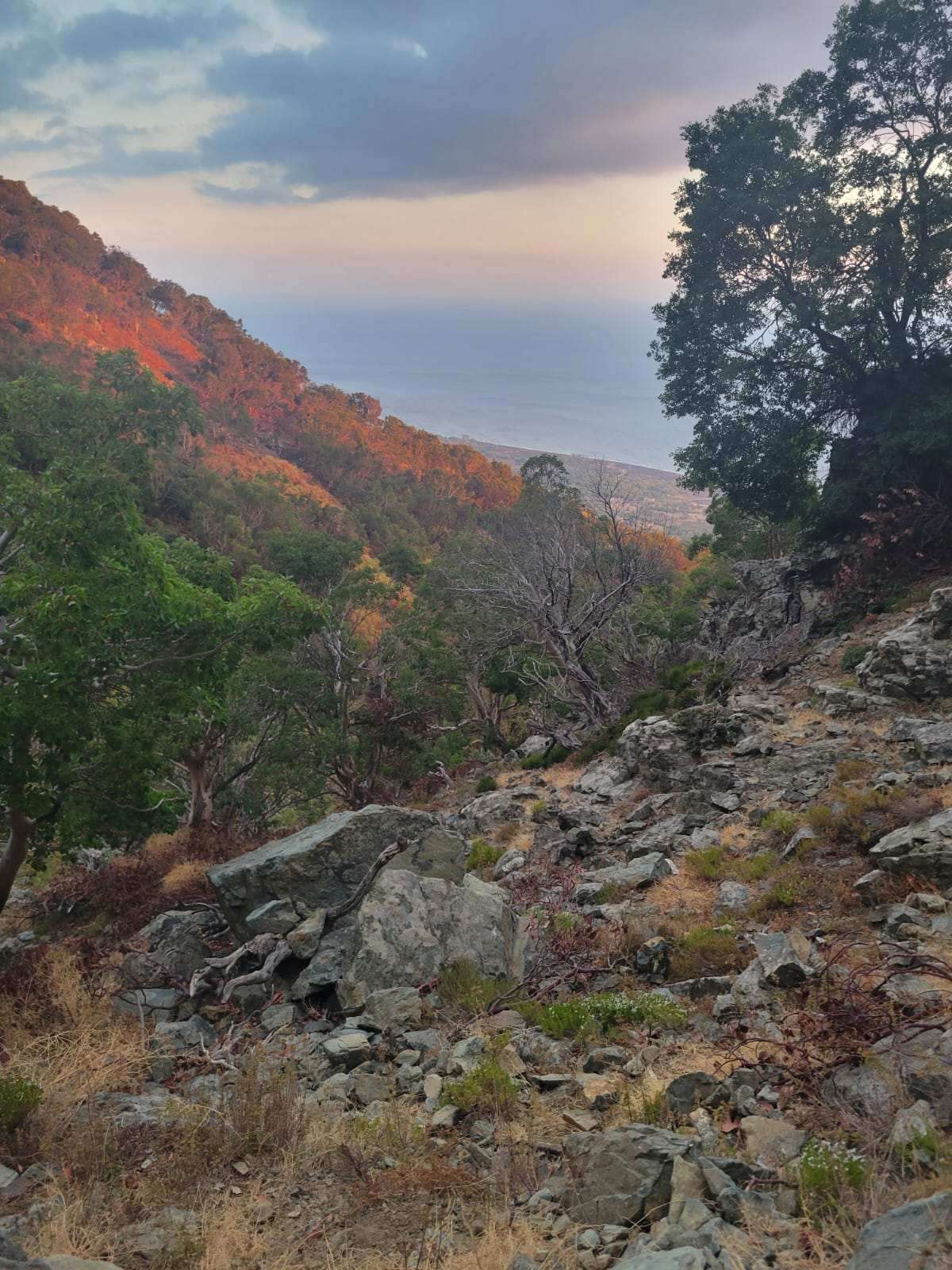 Forest sea view